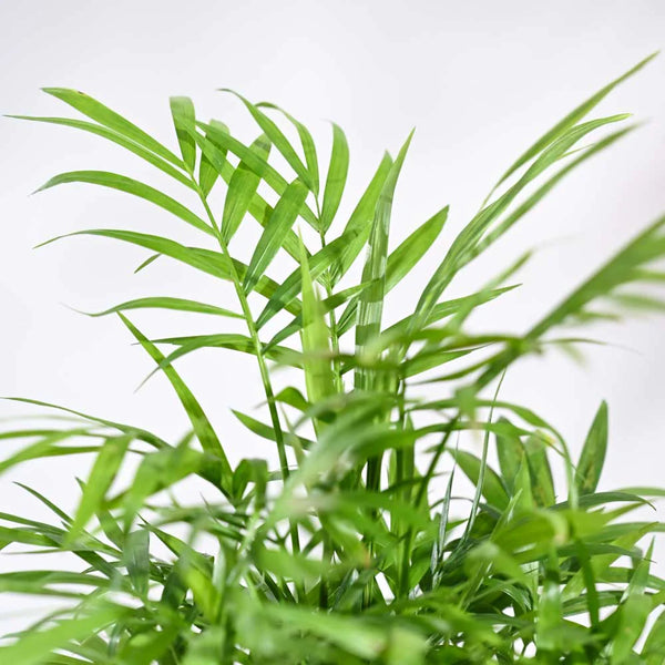 Ugaoo Bamboo Palm Pet Safe Plant with Self Watering Pot