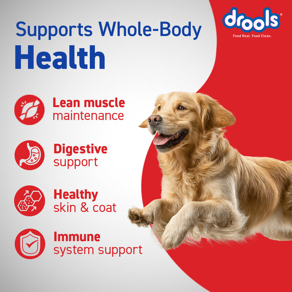 Drools Chicken and Egg Adult Dog Dry Food