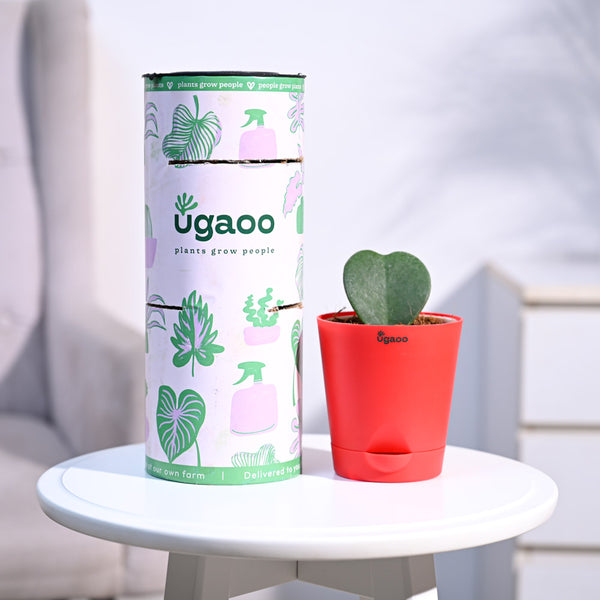 Ugaoo Heart Hoya Succulent Live Pet Safe Plant with Pot