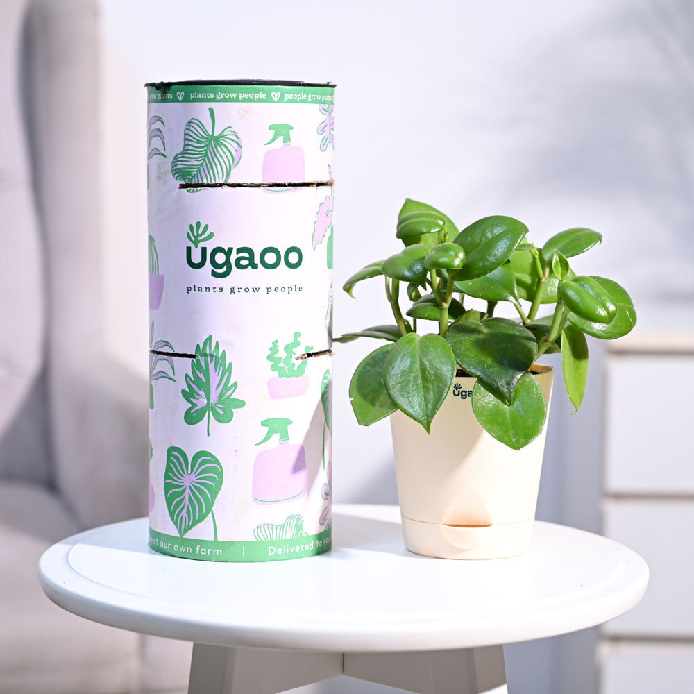 Ugaoo Succulent Live Peperomia Green Creeper Plant with Pot Pet Parent-Home & Garden Ugaoo Dropship