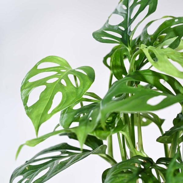 Ugaoo Philodendron Broken Heart Pet Safe Plant with White Self Watering Pot (Monstera Adansonii)