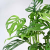 Ugaoo Philodendron Broken Heart Pet Safe Plant with White Self Watering Pot (Monstera Adansonii) Pet Parent-Home & Garden Ugaoo Dropship