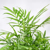 Ugaoo Bamboo Palm Pet Safe Plant with Self Watering Pot Pet Parent-Home & Garden Ugaoo Dropship