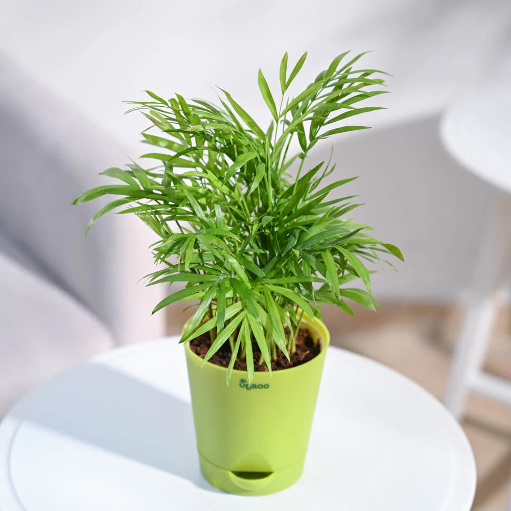 Ugaoo Bamboo Palm Plant with Self Watering Pot Pet Parent-Home & Garden Ugaoo Dropship