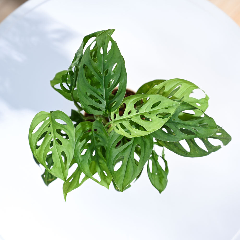 Ugaoo Philodendron Broken Heart Pet Safe Plant with White Self Watering Pot (Monstera Adansonii) Pet Parent-Home & Garden Ugaoo Dropship