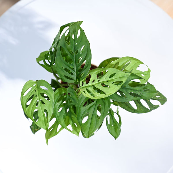 Ugaoo Philodendron Broken Heart Pet Safe Plant with White Self Watering Pot (Monstera Adansonii)