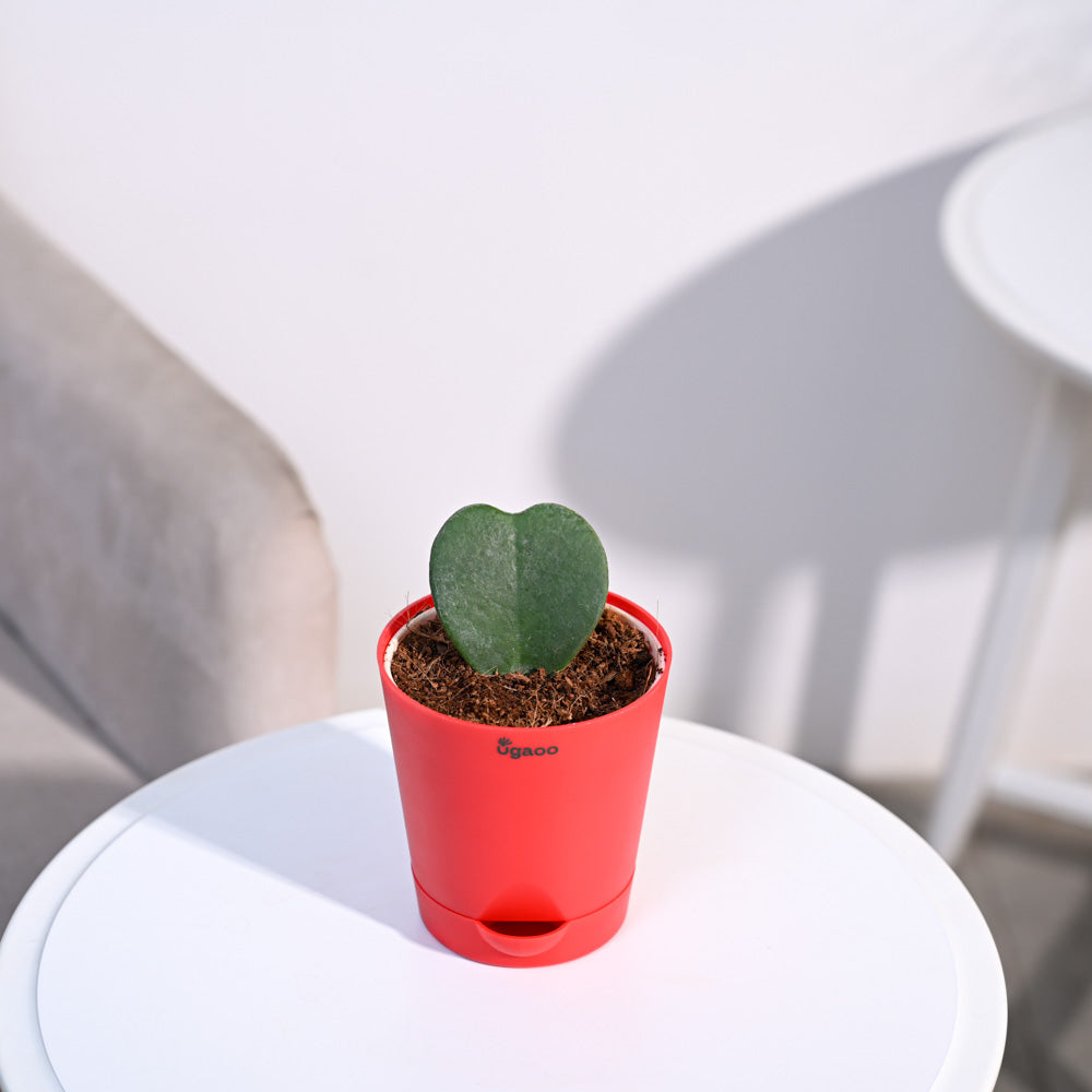 Ugaoo Heart Hoya Succulent Live Pet Safe Plant with Pot Pet Parent-Home & Garden Ugaoo Dropship