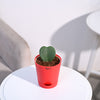 Ugaoo Heart Hoya Succulent Live Pet Safe Plant with Pot Pet Parent-Home & Garden Ugaoo Dropship