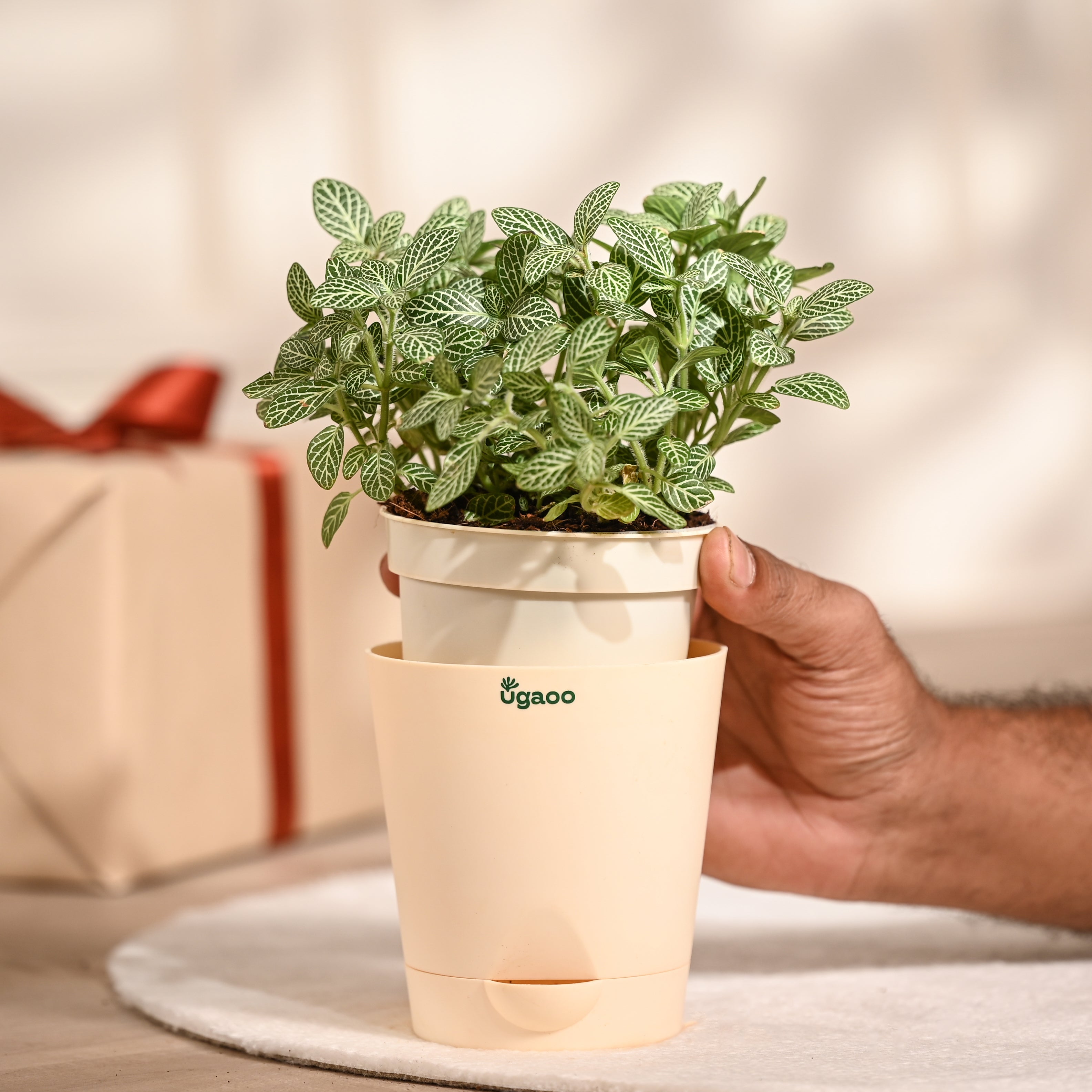 Ugaoo Fittonia Green Plant with Self Watering Pot (Nerve Plant) Pet Parent-Home & Garden Ugaoo Dropship