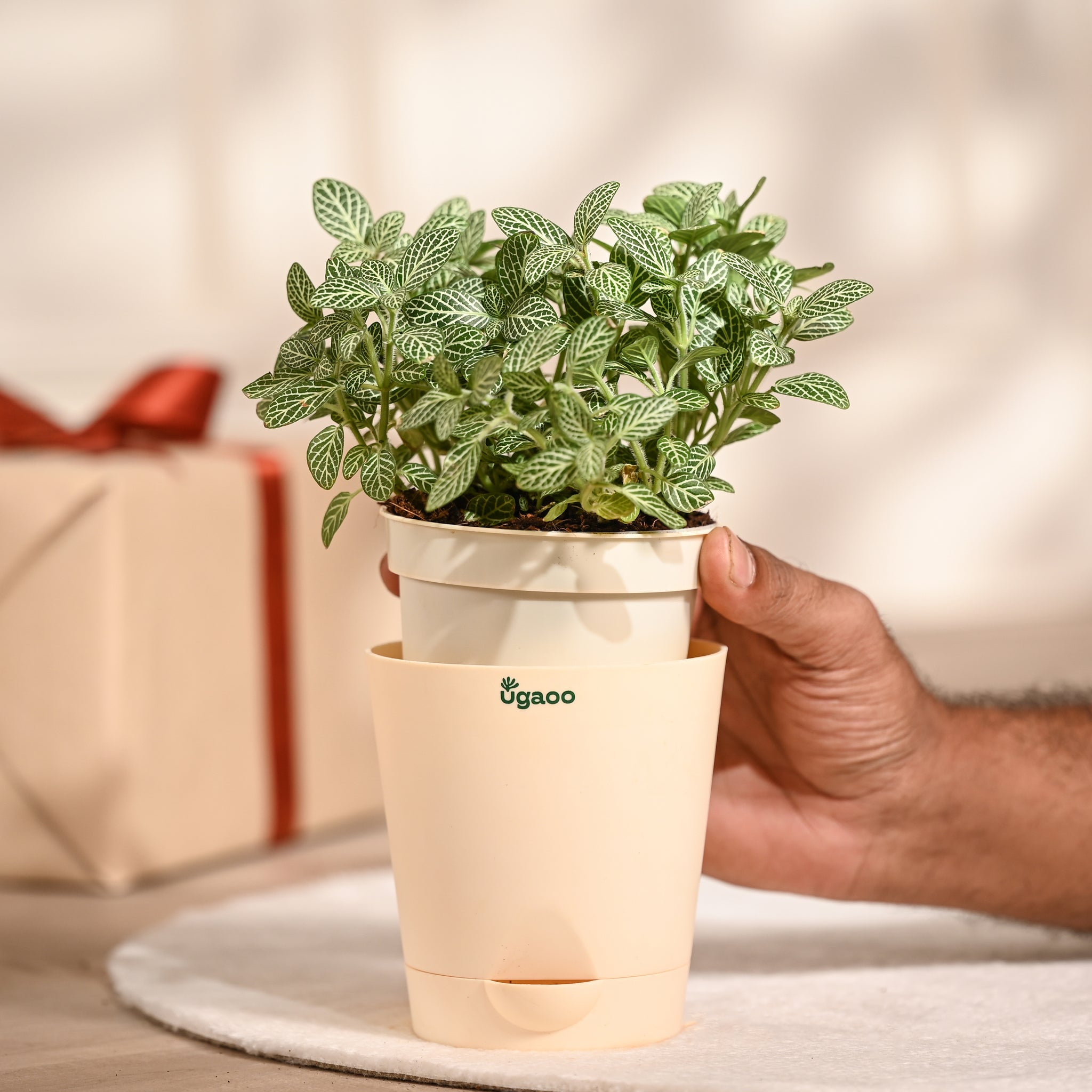Ugaoo Fittonia Green Plant with Self Watering Pot (Nerve Plant) Pet Parent-Home & Garden Ugaoo Dropship