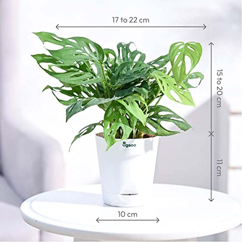 Ugaoo Philodendron Broken Heart Pet Safe Plant with White Self Watering Pot (Monstera Adansonii) Pet Parent-Home & Garden Ugaoo Dropship