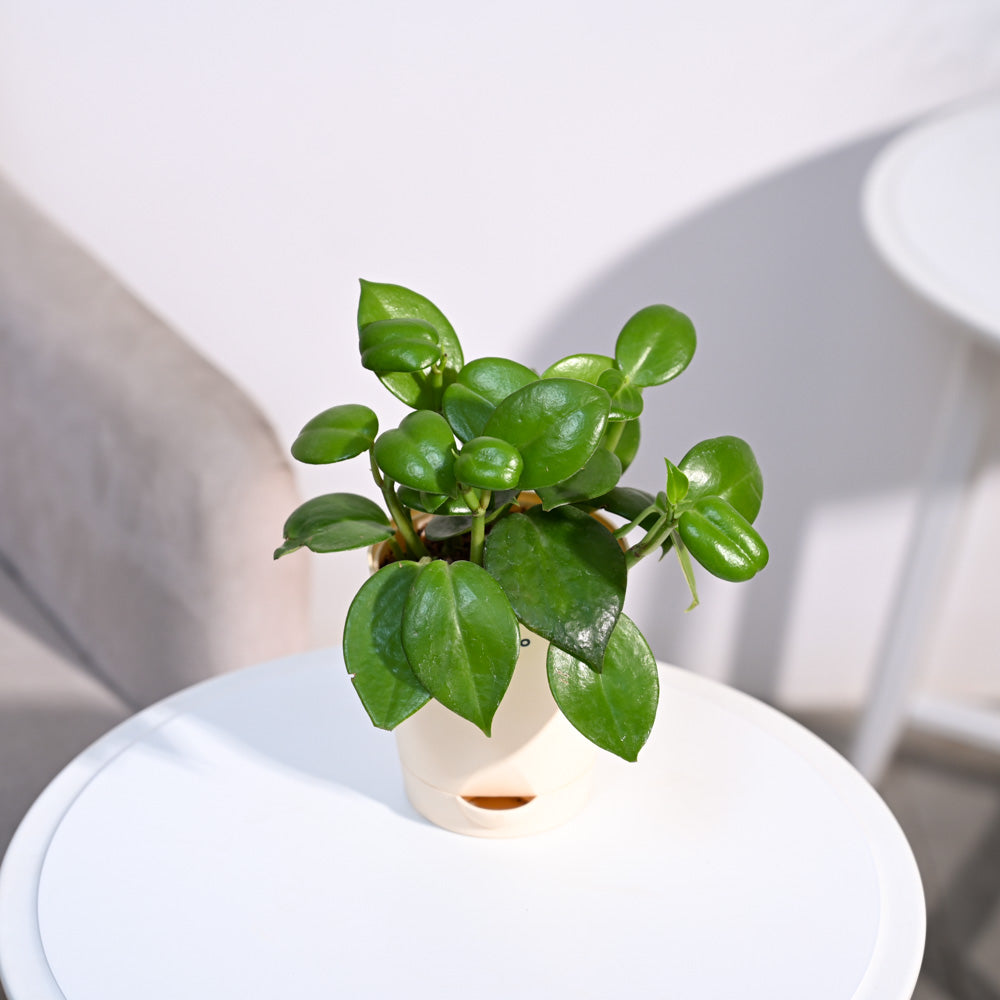 Ugaoo Succulent Live Peperomia Green Creeper Plant with Pot Pet Parent-Home & Garden Ugaoo Dropship