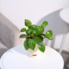 Ugaoo Succulent Live Peperomia Green Creeper Pet Safe Plant with Pot Pet Parent-Home & Garden Ugaoo Dropship