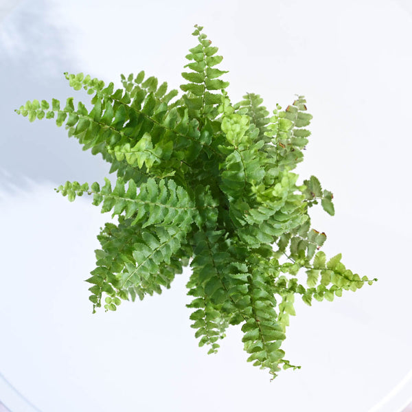 Ugaoo Boston Compacta Natural Live Indoor Pet Safe Plant with Pot