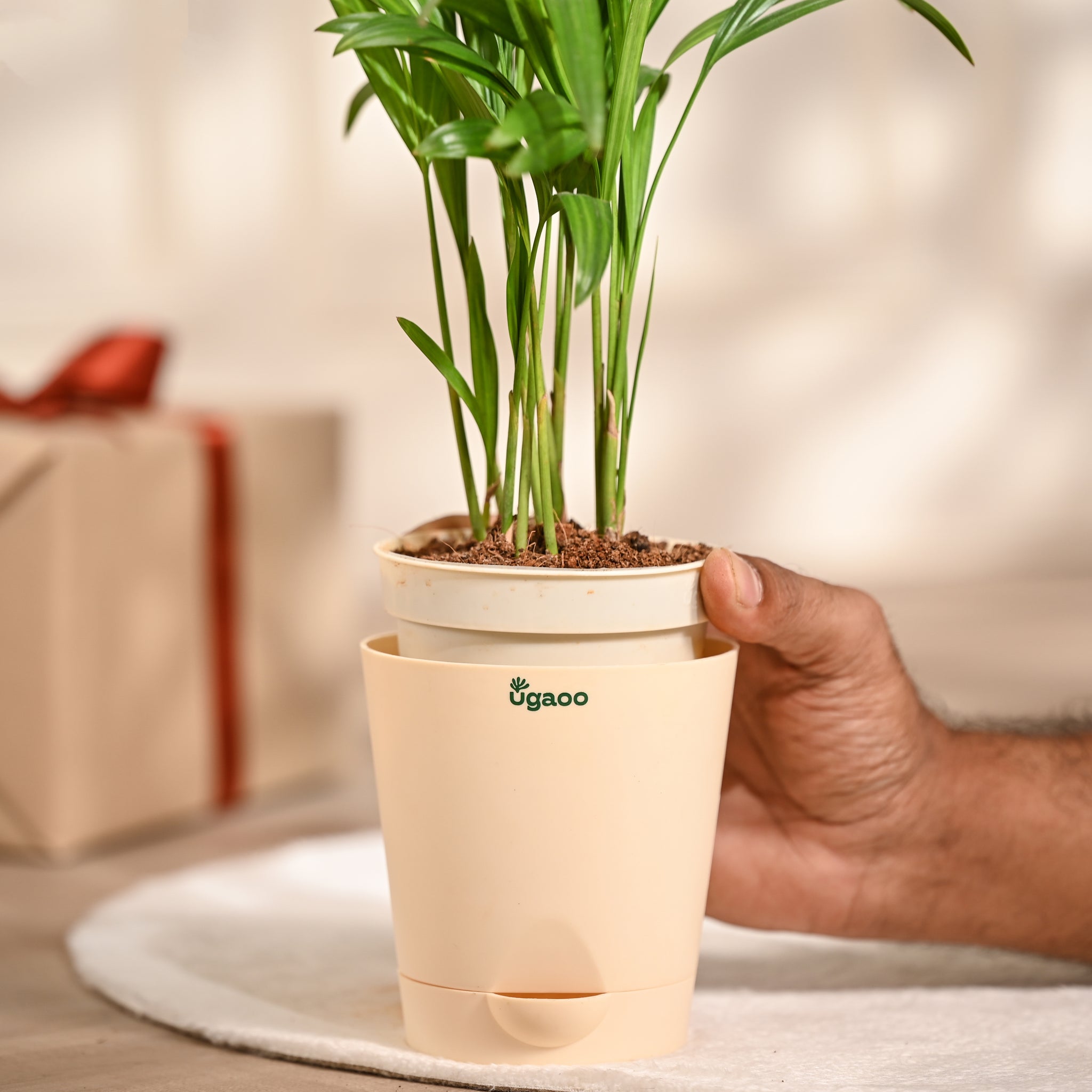 Ugaoo Areca Palm Plant with Self Watering Pot Pet Parent-Home & Garden Ugaoo Dropship
