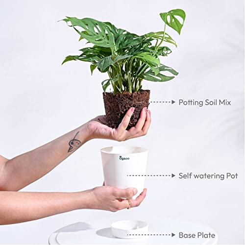 Ugaoo Philodendron Broken Heart Pet Safe Plant with White Self Watering Pot (Monstera Adansonii)