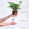 Ugaoo Philodendron Broken Heart Pet Safe Plant with White Self Watering Pot (Monstera Adansonii) Pet Parent-Home & Garden Ugaoo Dropship