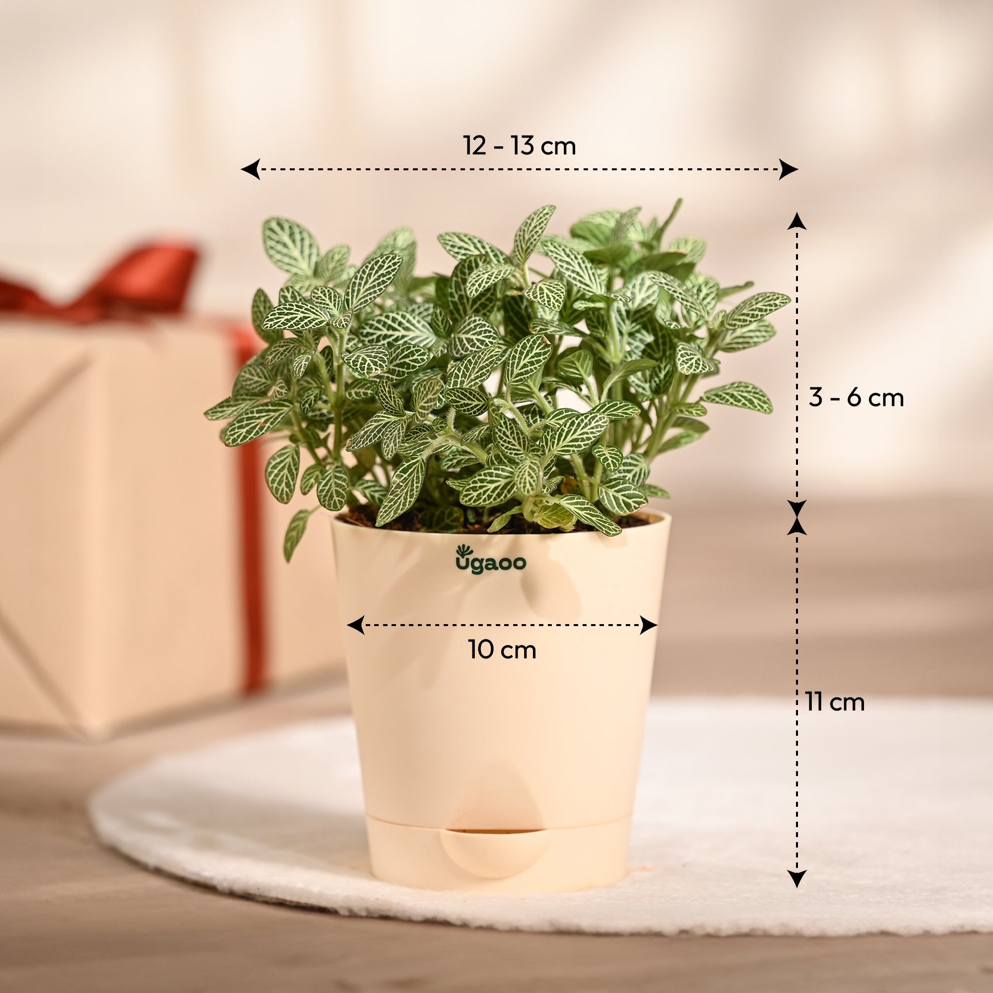 Ugaoo Fittonia Green Plant with Self Watering Pot (Nerve Plant) Pet Parent-Home & Garden Ugaoo Dropship