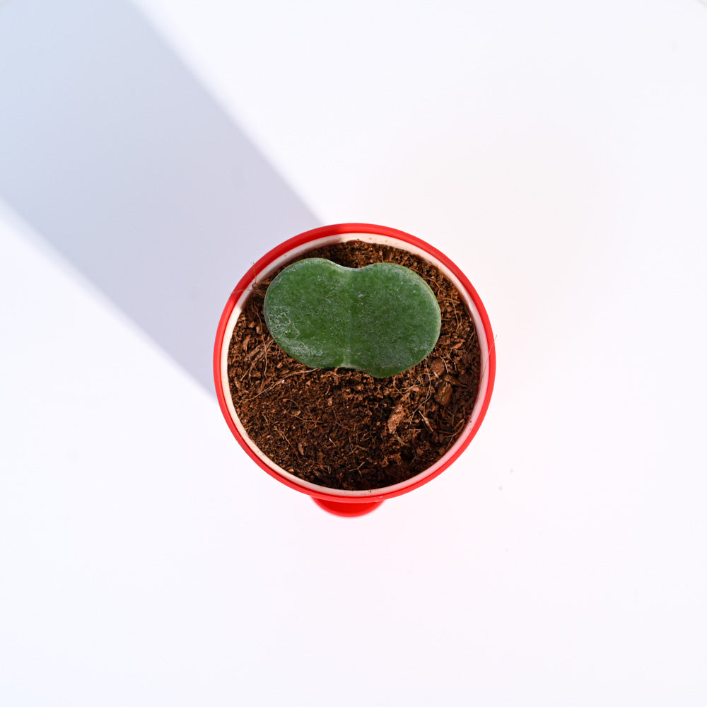 Ugaoo Heart Hoya Succulent Live Pet Safe Plant with Pot Pet Parent-Home & Garden Ugaoo Dropship