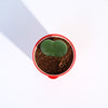 Ugaoo Heart Hoya Succulent Live Pet Safe Plant with Pot Pet Parent-Home & Garden Ugaoo Dropship