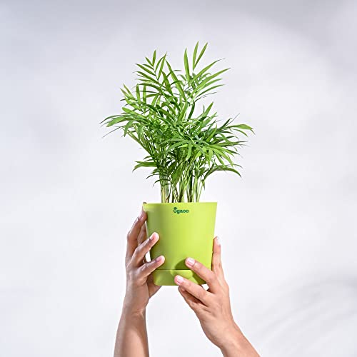 Ugaoo Bamboo Palm Plant with Self Watering Pot Pet Parent-Home & Garden Ugaoo Dropship