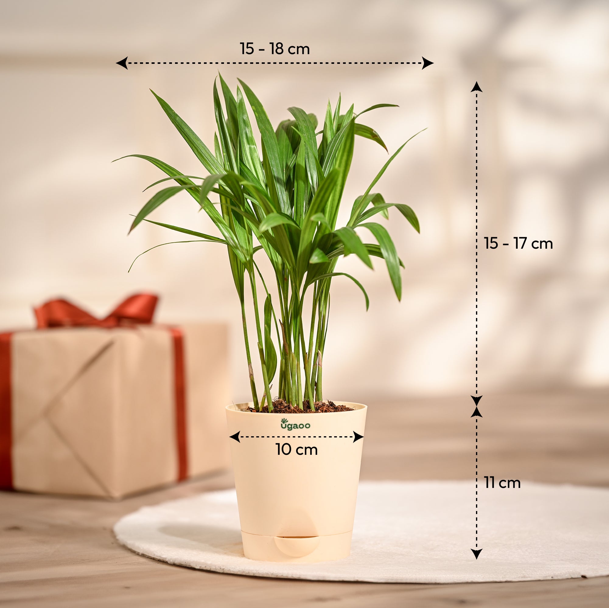 Ugaoo Areca Palm Plant with Self Watering Pot Pet Parent-Home & Garden Ugaoo Dropship