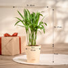 Ugaoo Areca Palm Pet Safe Plant with Self Watering Pot Pet Parent-Home & Garden Ugaoo Dropship