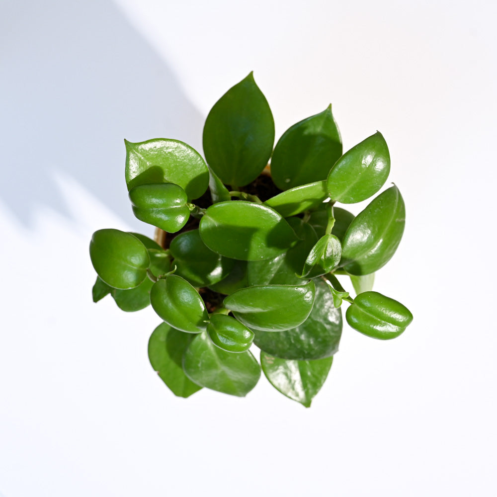 Ugaoo Succulent Live Peperomia Green Creeper Plant with Pot Pet Parent-Home & Garden Ugaoo Dropship