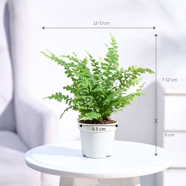 Ugaoo Boston Compacta Natural Live Indoor Pet Safe Plant with Pot