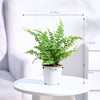 Ugaoo Boston Compacta Natural Live Indoor Pet Safe Plant with Pot Pet Parent-Home & Garden Ugaoo Dropship