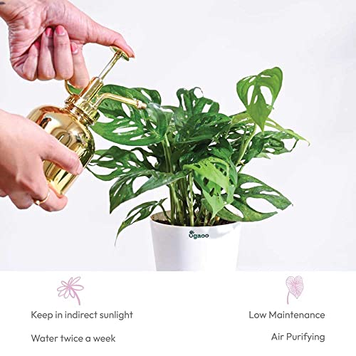 Ugaoo Philodendron Broken Heart Pet Safe Plant with White Self Watering Pot (Monstera Adansonii)