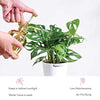 Ugaoo Philodendron Broken Heart Pet Safe Plant with White Self Watering Pot (Monstera Adansonii) Pet Parent-Home & Garden Ugaoo Dropship