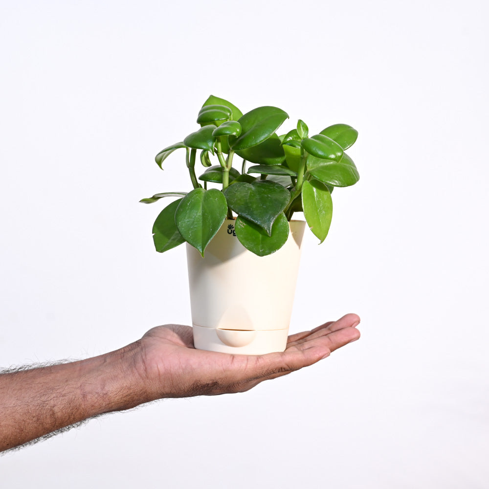 Ugaoo Succulent Live Peperomia Green Creeper Plant with Pot Pet Parent-Home & Garden Ugaoo Dropship
