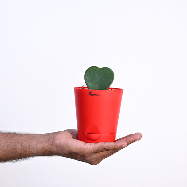 Ugaoo Heart Hoya Succulent Live Pet Safe Plant with Pot