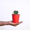 Ugaoo Heart Hoya Succulent Live Pet Safe Plant with Pot Pet Parent-Home & Garden Ugaoo Dropship
