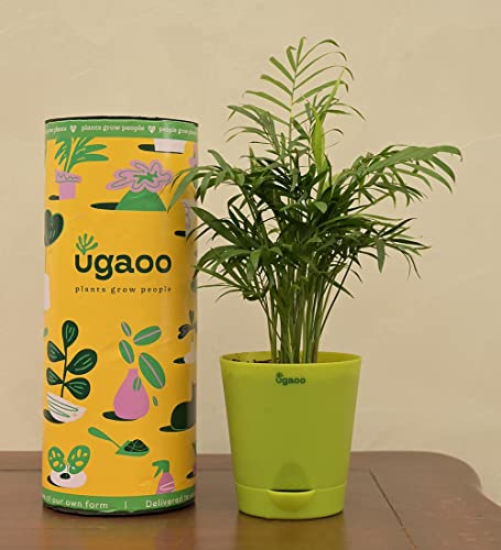 Ugaoo Bamboo Palm Plant with Self Watering Pot Pet Parent-Home & Garden Ugaoo Dropship