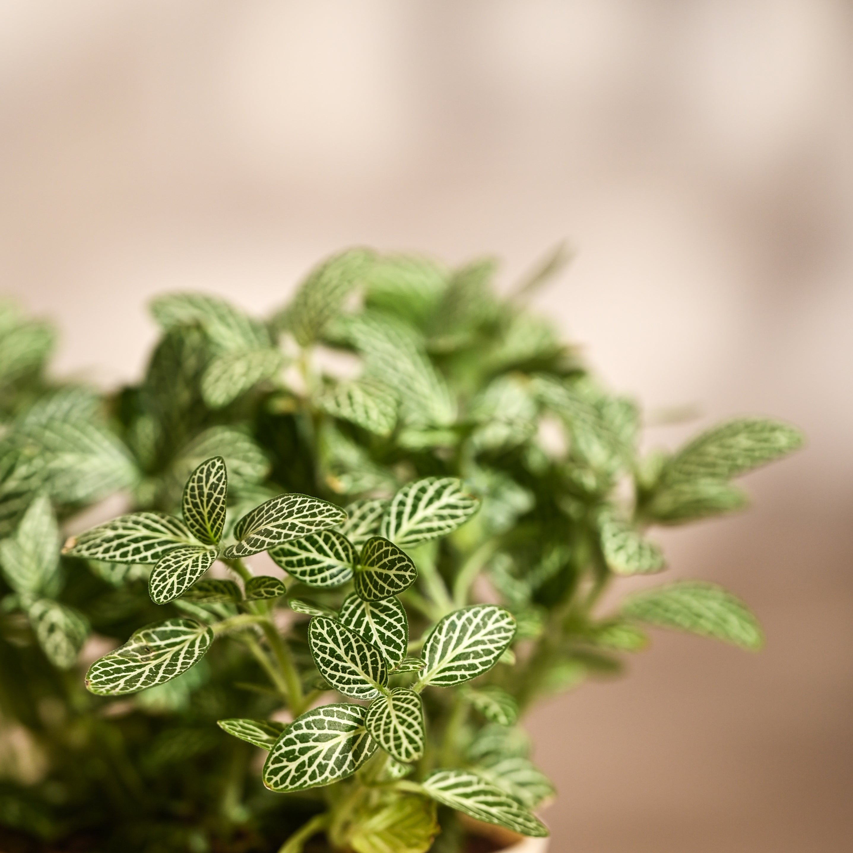Ugaoo Fittonia Green Plant with Self Watering Pot (Nerve Plant) Pet Parent-Home & Garden Ugaoo Dropship