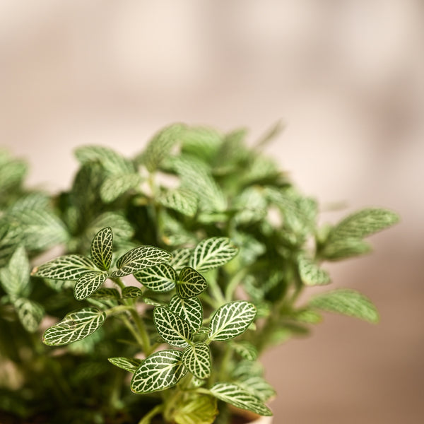 Ugaoo Fittonia Green Pet Safe Plant with Self Watering Pot (Nerve Plant)