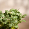 Ugaoo Fittonia Green Pet Safe Plant with Self Watering Pot (Nerve Plant) Pet Parent-Home & Garden Ugaoo Dropship