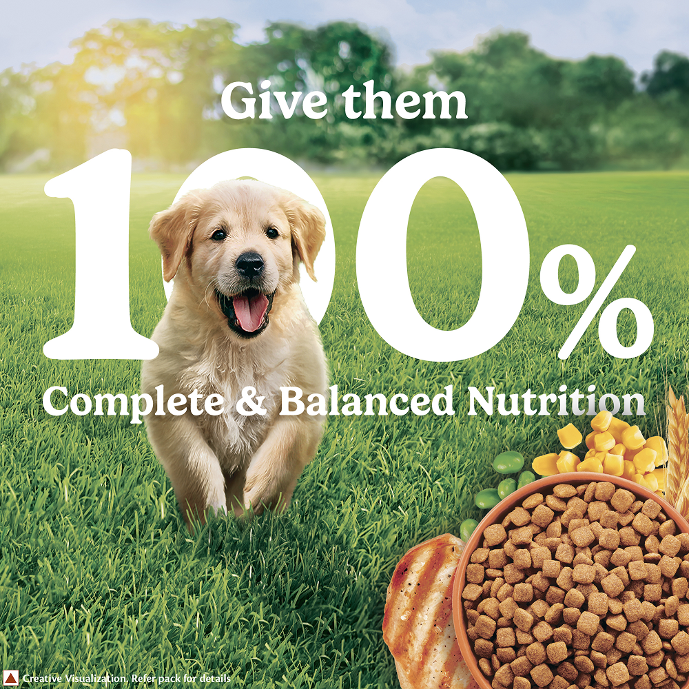 Purina Friskies Chicken Flavoured Puppy Dog Dry Food Dogs- Dry Food Friskies