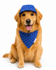 Pawgypets Star Denim Cap and Bandana Set for Dogs and Cats (Royal Blue) Both-Clothing & Accessories Pawgypets Dropship S