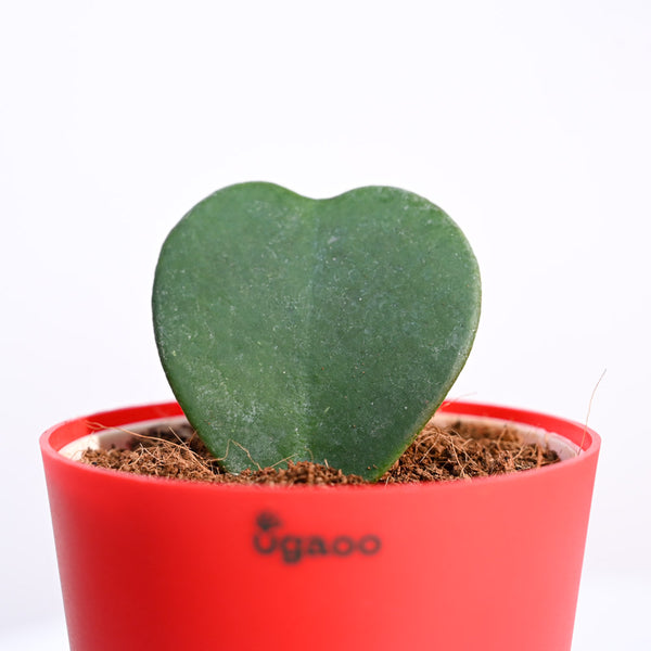 Ugaoo Heart Hoya Succulent Live Pet Safe Plant with Pot