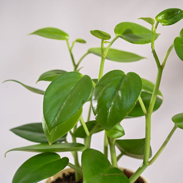 Ugaoo Succulent Live Peperomia Green Creeper Pet Safe Plant with Pot