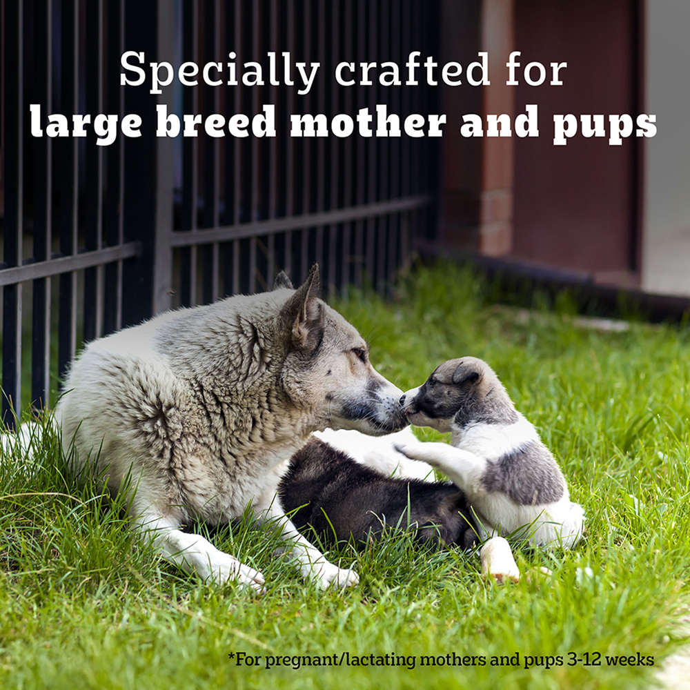 Pedigree PRO Expert Nutrition Lactating/Pregnant Mother & Puppy Starter(3 to 12 Weeks) Large Breed Dog Dry Food Dogs- Dry Food Pedigree PRO