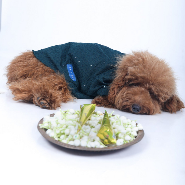 15 Furries Sherwani for Dogs (Blue)