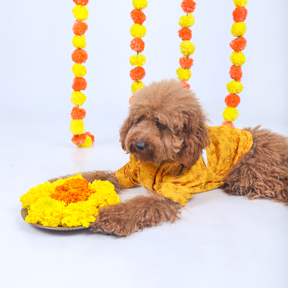 15 Furries Sherwani for Dogs (Yellow) Dogs-Clothing & Accessories 15 Furries Dropship