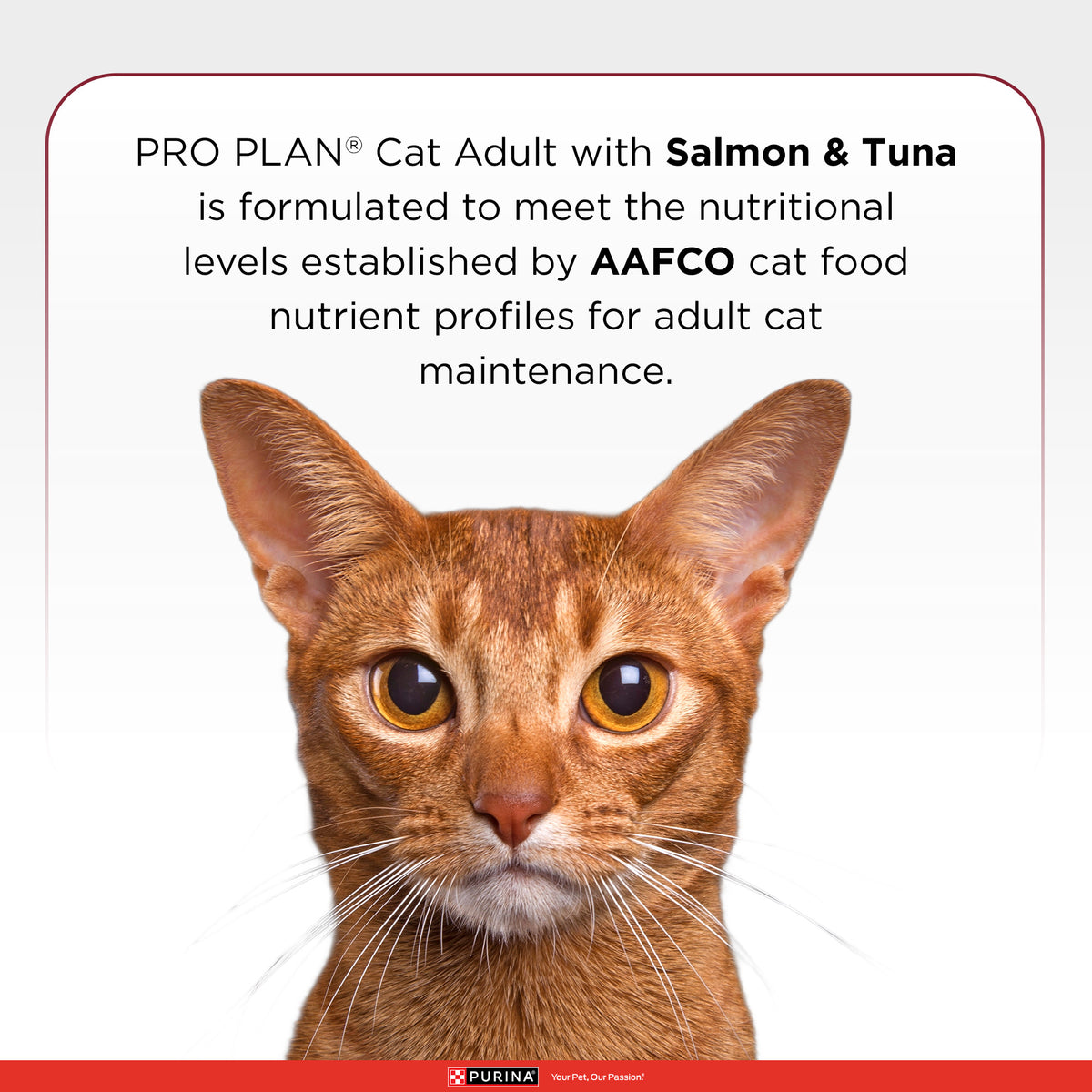 Pro Plan Salmon Tuna Flavoured Adult Cat Dry Food Cats- Dry food Pro Plan