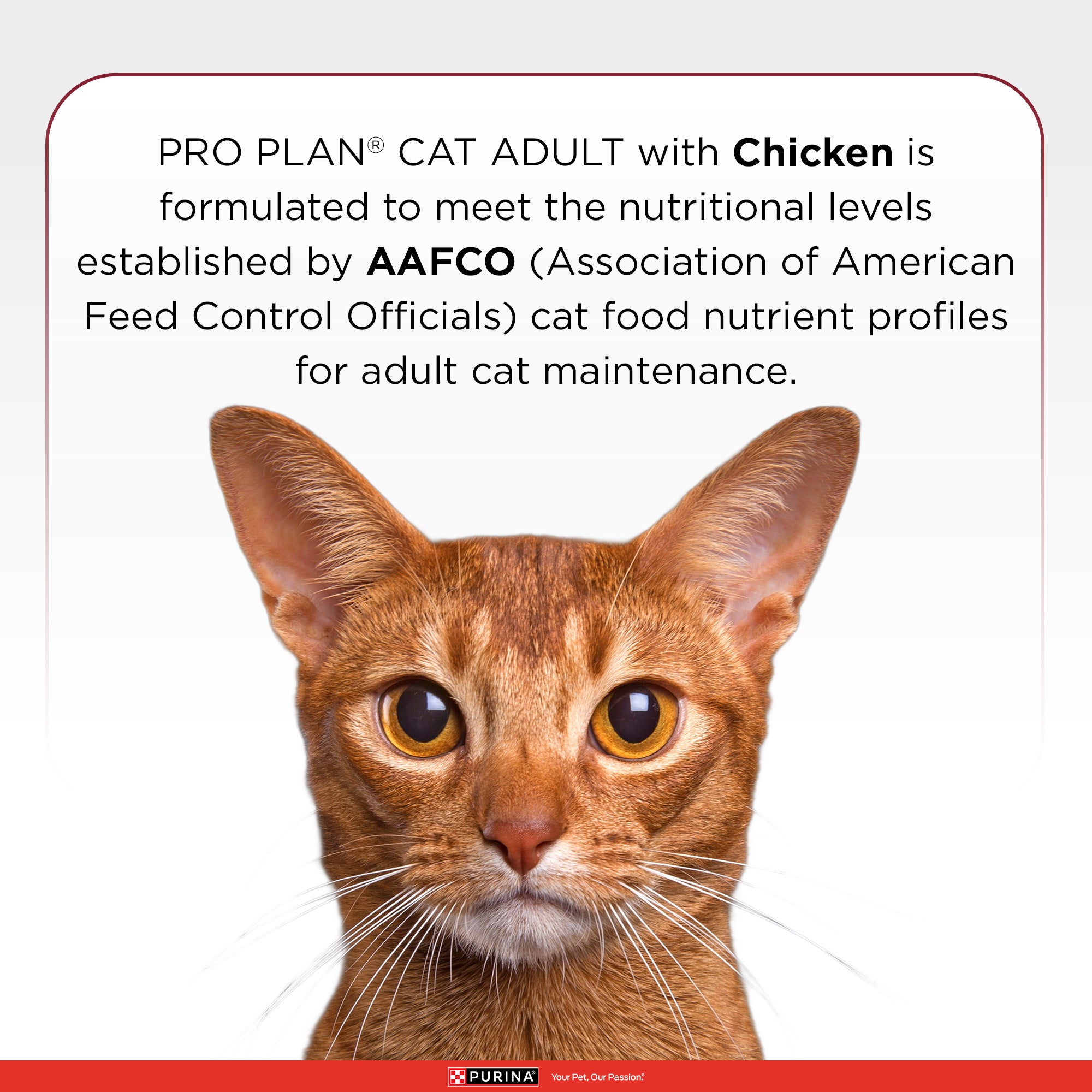 Pro Plan Chicken Flavoured Adult Cat Dry Food Cats- Dry food Pro Plan