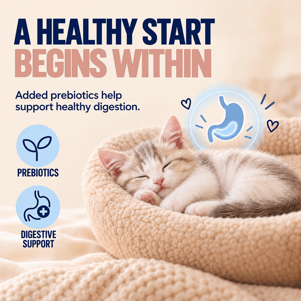 Kitty Yum Salmon Mousse Kitten Cat Wet Food
