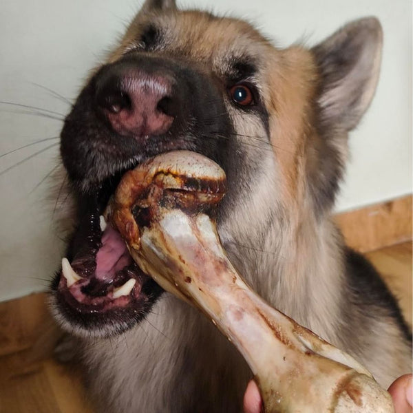 FloofYou Air Dried Buffalo Marrow Bone Chew Dog Treats